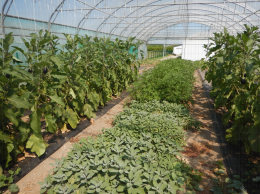 La tanaisie, la sauge officinale et l'ortie, comme plantes banque, pour attirer les ennemis naturels des pucerons et protéger la culture d'aubergines